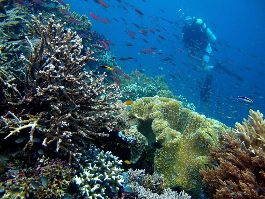 Scuba diver exploring vibrant coral garden in Raja Ampat